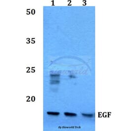 Anti-EGF (R709) Antibody from Bioworld Technology (BS3549) - Antibodies.com