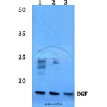 Anti-EGF (R709) Antibody from Bioworld Technology (BS3549) - Antibodies.com