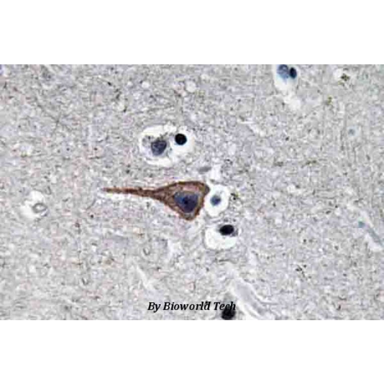 Anti-EGF (R709) Antibody from Bioworld Technology (BS3549) - Antibodies.com