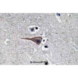 Anti-EGF (R709) Antibody from Bioworld Technology (BS3549) - Antibodies.com