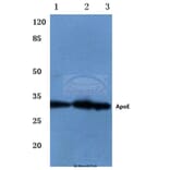 Anti-ApoE (M86) Antibody from Bioworld Technology (BS3550) - Antibodies.com