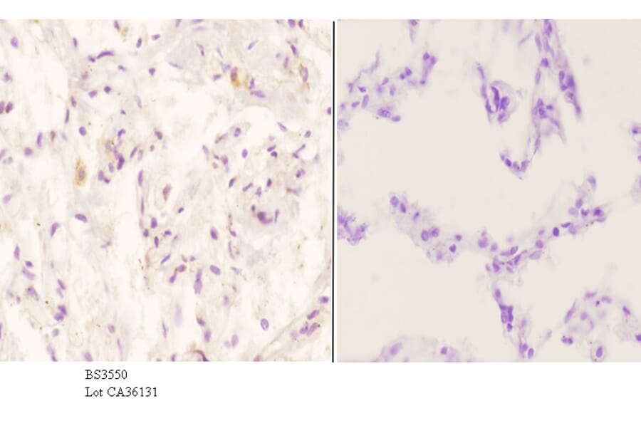 Anti-ApoE (M86) Antibody from Bioworld Technology (BS3550) - Antibodies.com
