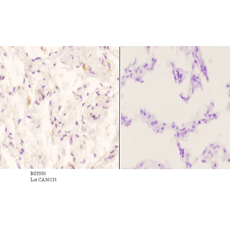 Anti-ApoE (M86) Antibody from Bioworld Technology (BS3550) - Antibodies.com