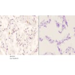 Anti-ApoE (M86) Antibody from Bioworld Technology (BS3550) - Antibodies.com