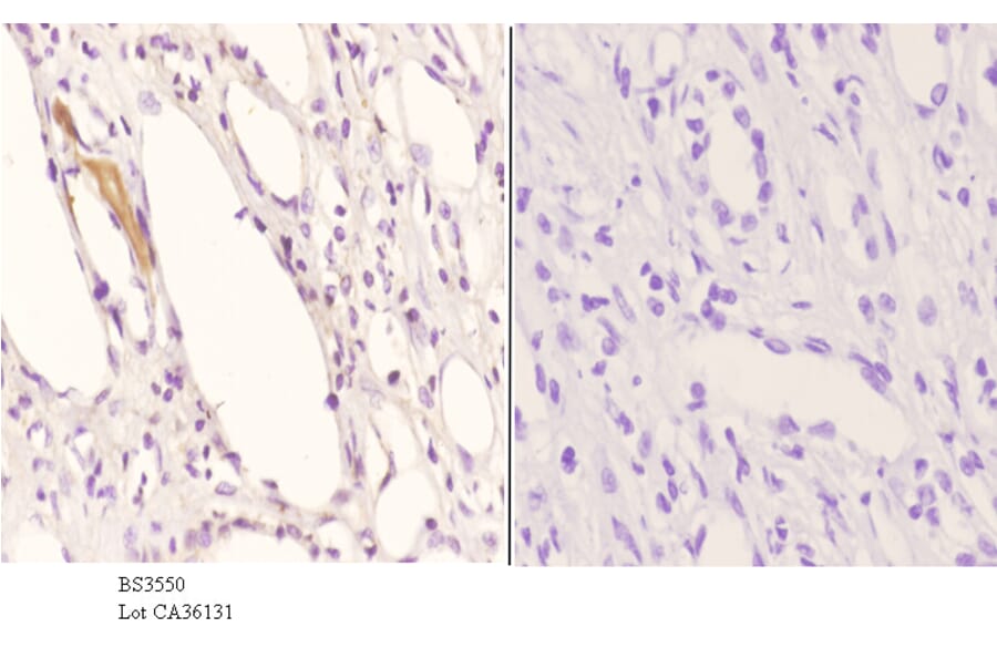Anti-ApoE (M86) Antibody from Bioworld Technology (BS3550) - Antibodies.com
