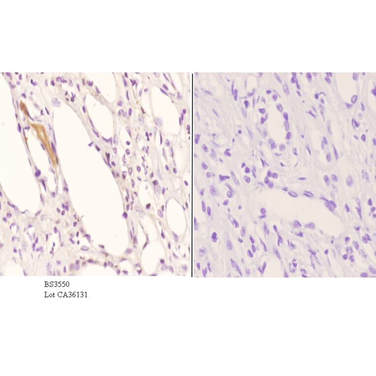 Anti-ApoE (M86) Antibody from Bioworld Technology (BS3550) - Antibodies.com