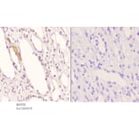 Anti-ApoE (M86) Antibody from Bioworld Technology (BS3550) - Antibodies.com