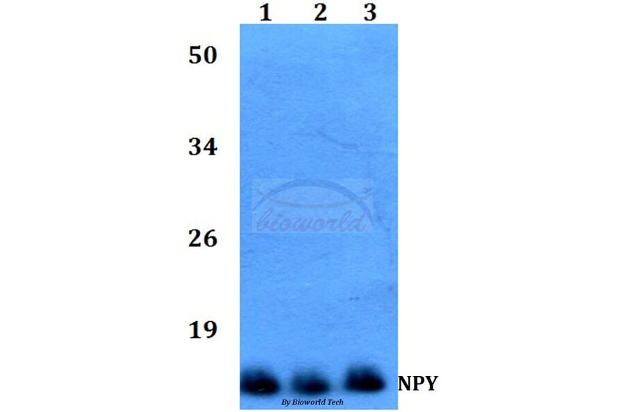 Anti-NPY (P94) Antibody from Bioworld Technology (BS3551) - Antibodies.com