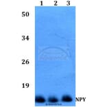 Anti-NPY (P94) Antibody from Bioworld Technology (BS3551) - Antibodies.com