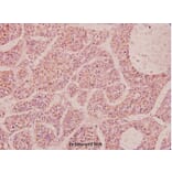 Anti-NPY (P94) Antibody from Bioworld Technology (BS3551) - Antibodies.com