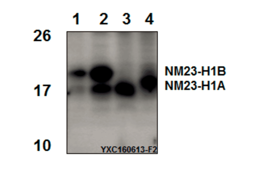 Anti-NM23-H1 (Y52) Antibody from Bioworld Technology (BS3552) - Antibodies.com