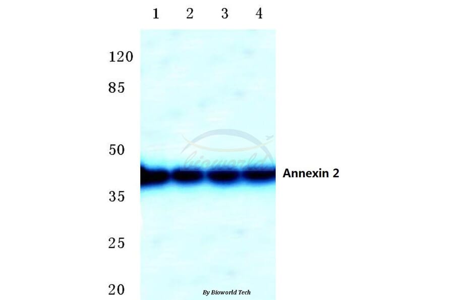 Anti-Annexin 2 (N137) Antibody from Bioworld Technology (BS3553) - Antibodies.com