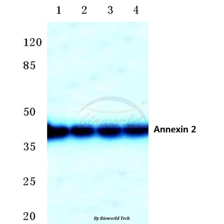 Anti-Annexin 2 (N137) Antibody from Bioworld Technology (BS3553) - Antibodies.com