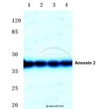 Anti-Annexin 2 (N137) Antibody from Bioworld Technology (BS3553) - Antibodies.com