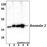Anti-Annexin 2 (N137) Antibody from Bioworld Technology (BS3553) - Antibodies.com