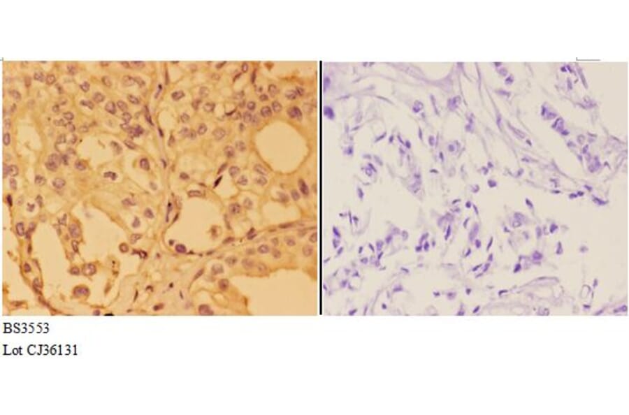Anti-Annexin 2 (N137) Antibody from Bioworld Technology (BS3553) - Antibodies.com