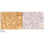 Anti-Annexin 2 (N137) Antibody from Bioworld Technology (BS3553) - Antibodies.com