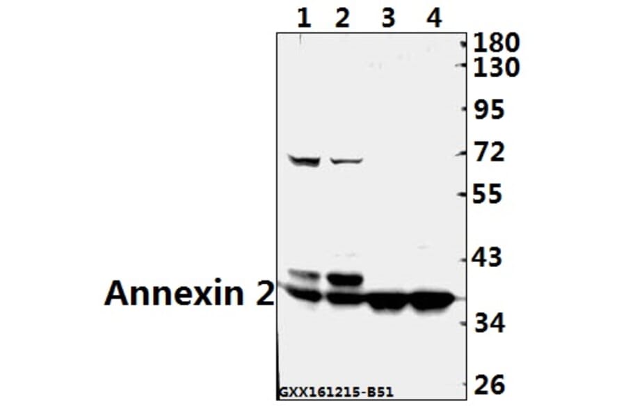 Anti-Annexin 2 (N137) Antibody from Bioworld Technology (BS3553) - Antibodies.com