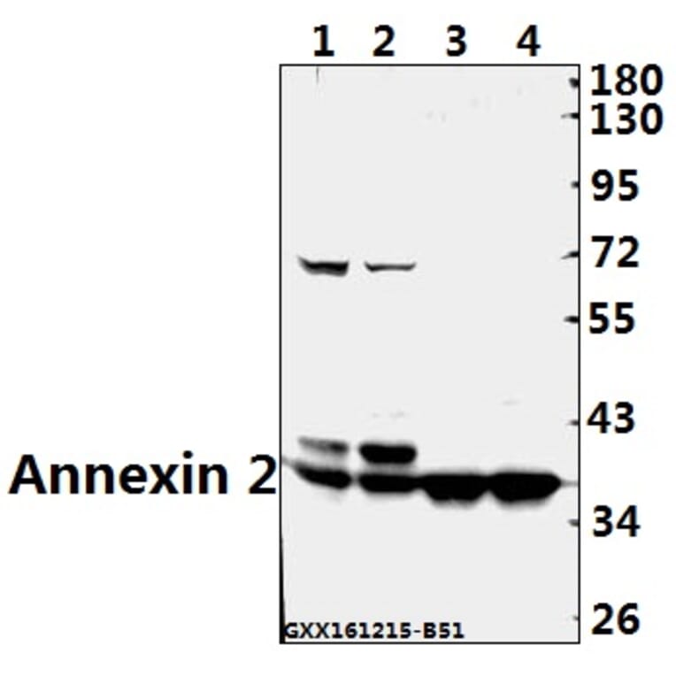 Anti-Annexin 2 (N137) Antibody from Bioworld Technology (BS3553) - Antibodies.com