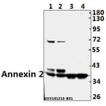 Anti-Annexin 2 (N137) Antibody from Bioworld Technology (BS3553) - Antibodies.com