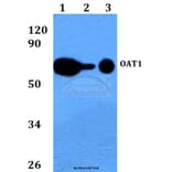 Anti-OAT1 (L304) Antibody from Bioworld Technology (BS3556) - Antibodies.com