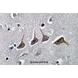 Anti-OAT1 (L304) Antibody from Bioworld Technology (BS3556) - Antibodies.com