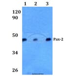 Anti-Pax-2 (I193) Antibody from Bioworld Technology (BS3557) - Antibodies.com