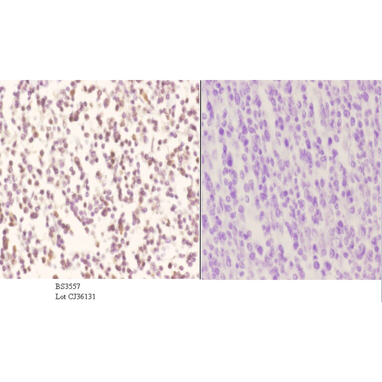 Anti-Pax-2 (I193) Antibody from Bioworld Technology (BS3557) - Antibodies.com