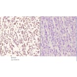 Anti-Pax-2 (I193) Antibody from Bioworld Technology (BS3557) - Antibodies.com