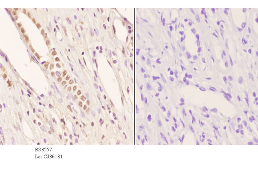 Anti-Pax-2 (I193) Antibody from Bioworld Technology (BS3557) - Antibodies.com