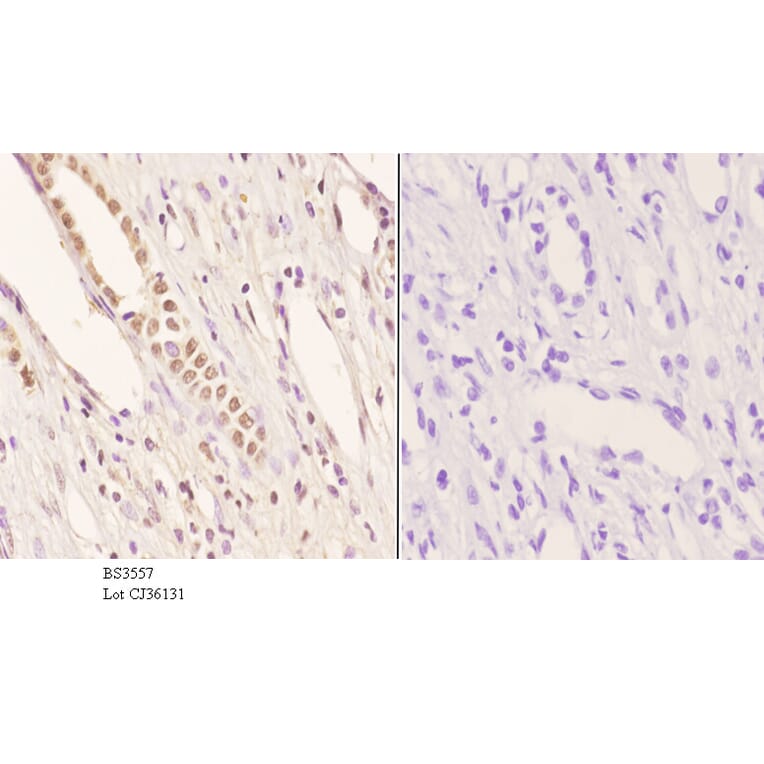 Anti-Pax-2 (I193) Antibody from Bioworld Technology (BS3557) - Antibodies.com