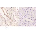 Anti-Pax-2 (I193) Antibody from Bioworld Technology (BS3557) - Antibodies.com