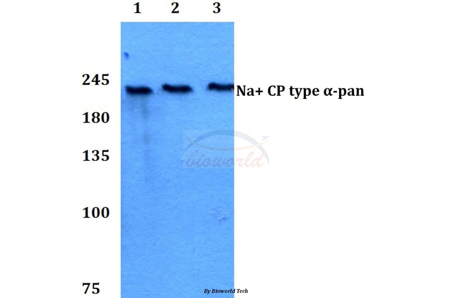 Anti-Na+ CP type α-pan (E1476) Antibody from Bioworld Technology (BS3558) - Antibodies.com