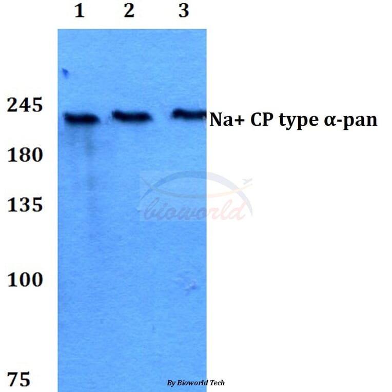 Anti-Na+ CP type α-pan (E1476) Antibody from Bioworld Technology (BS3558) - Antibodies.com