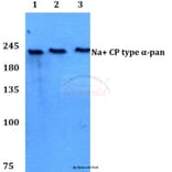 Anti-Na+ CP type α-pan (E1476) Antibody from Bioworld Technology (BS3558) - Antibodies.com