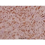 Anti-Na+ CP type α-pan (E1476) Antibody from Bioworld Technology (BS3558) - Antibodies.com
