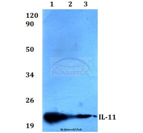 Anti-IL-11 (G27) Antibody from Bioworld Technology (BS3559) - Antibodies.com