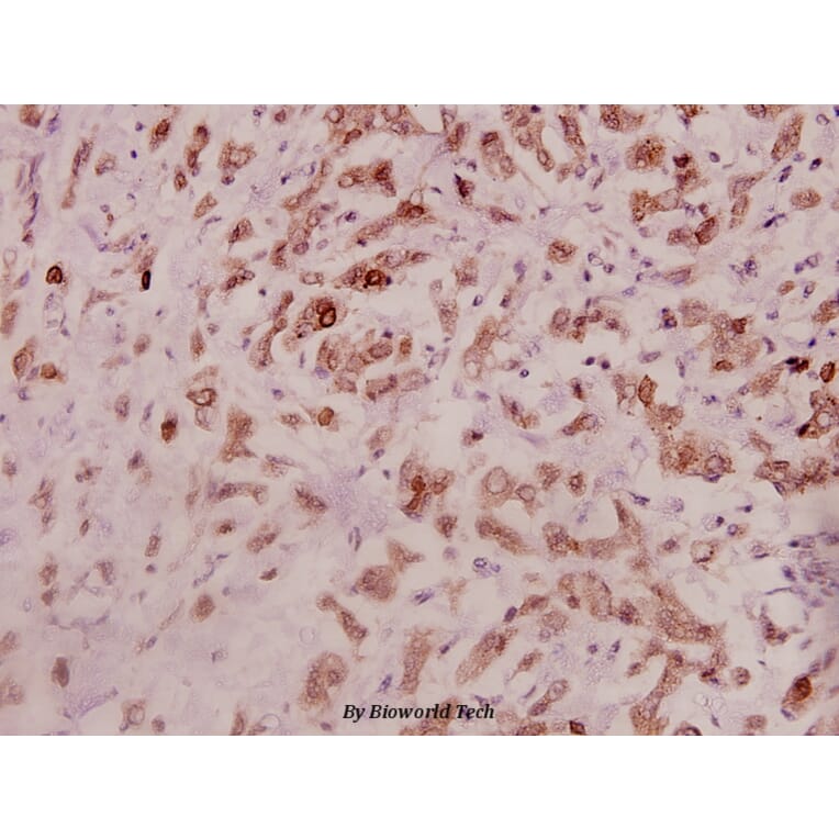 Anti-IL-11 (G27) Antibody from Bioworld Technology (BS3559) - Antibodies.com