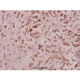 Anti-IL-11 (G27) Antibody from Bioworld Technology (BS3559) - Antibodies.com