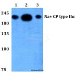 Anti-Na+ CP type IIα (K1032) Antibody from Bioworld Technology (BS3562) - Antibodies.com