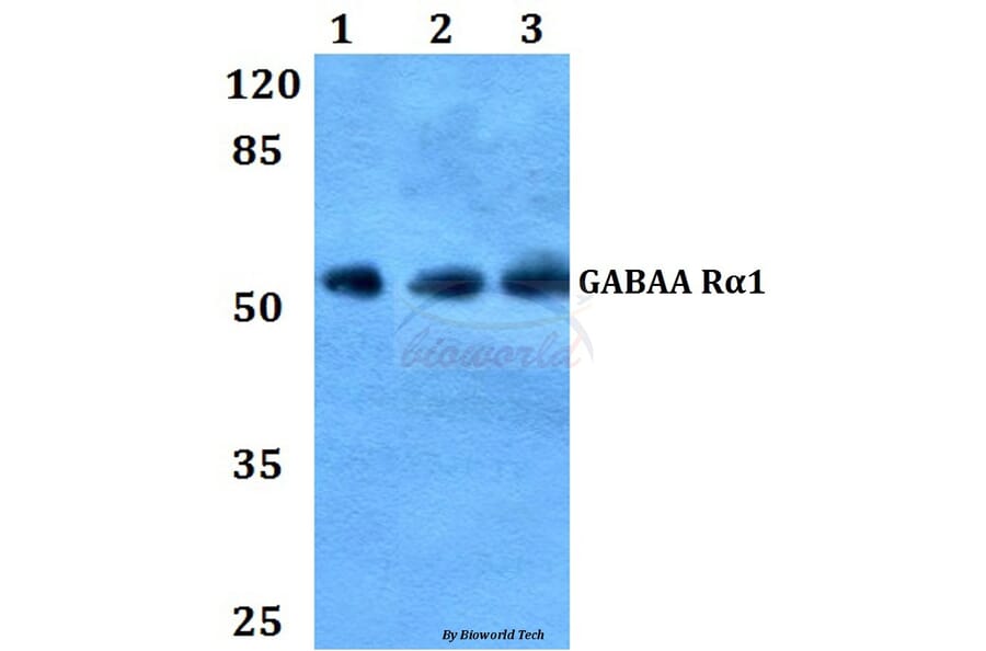 Anti-GABAA Rα1 (L361) Antibody from Bioworld Technology (BS3563) - Antibodies.com