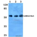 Anti-GABAA Rα1 (L361) Antibody from Bioworld Technology (BS3563) - Antibodies.com