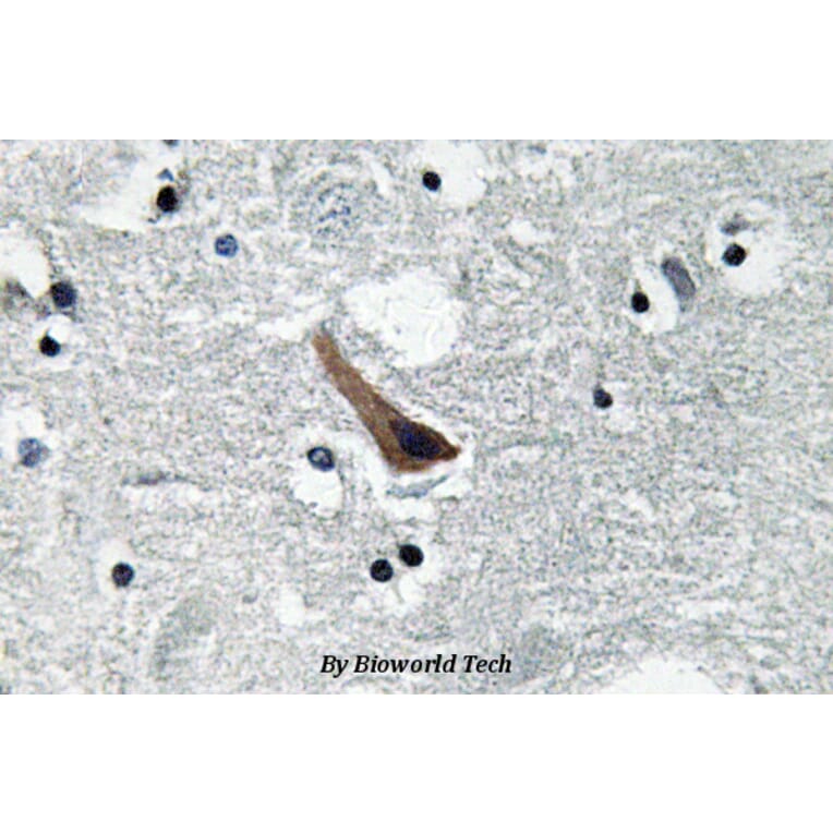 Anti-GABAA Rα1 (L361) Antibody from Bioworld Technology (BS3563) - Antibodies.com