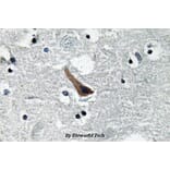 Anti-GABAA Rα1 (L361) Antibody from Bioworld Technology (BS3563) - Antibodies.com