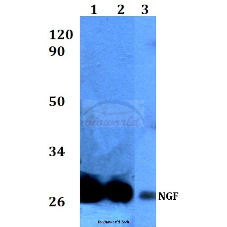 Anti-Pro-NGF (L82) Antibody from Bioworld Technology (BS3564) - Antibodies.com