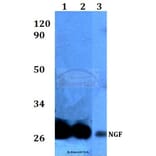 Anti-Pro-NGF (L82) Antibody from Bioworld Technology (BS3564) - Antibodies.com
