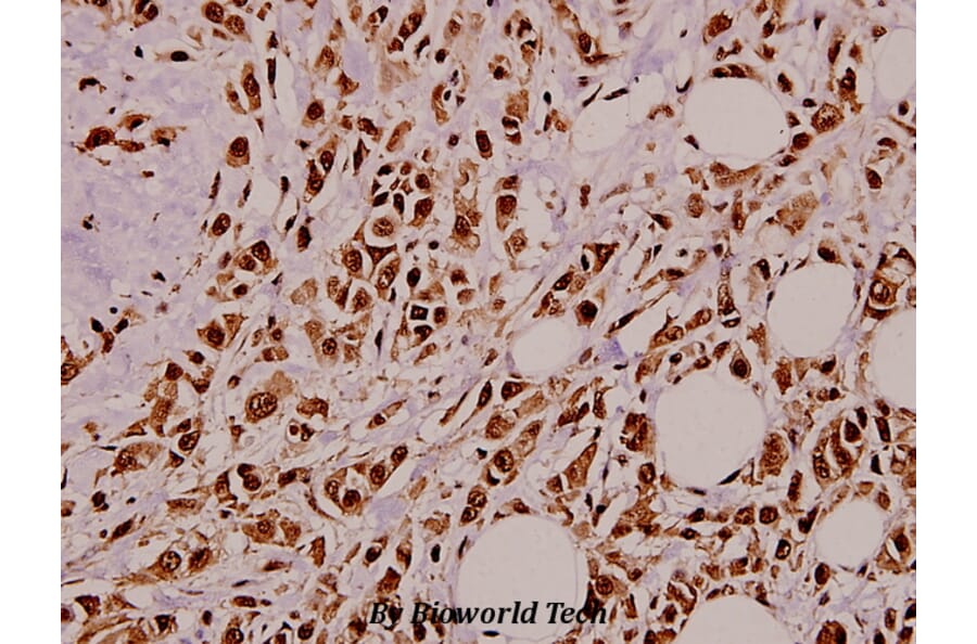 Anti-Pro-NGF (L82) Antibody from Bioworld Technology (BS3564) - Antibodies.com