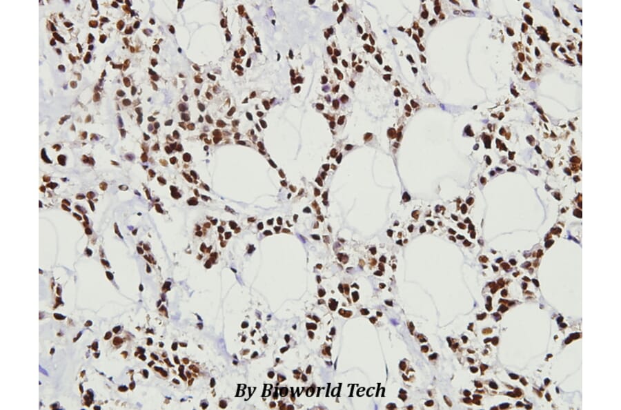 Anti-HSF1 (V297) Antibody from Bioworld Technology (BS3565) - Antibodies.com