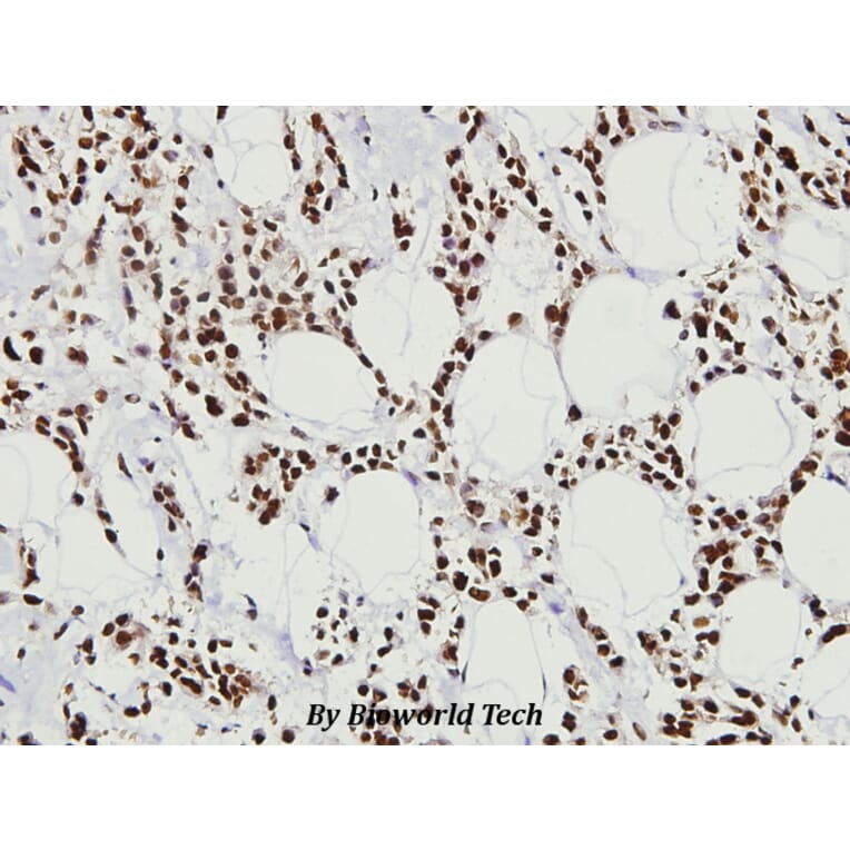 Anti-HSF1 (V297) Antibody from Bioworld Technology (BS3565) - Antibodies.com