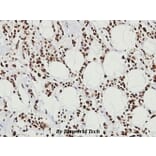 Anti-HSF1 (V297) Antibody from Bioworld Technology (BS3565) - Antibodies.com